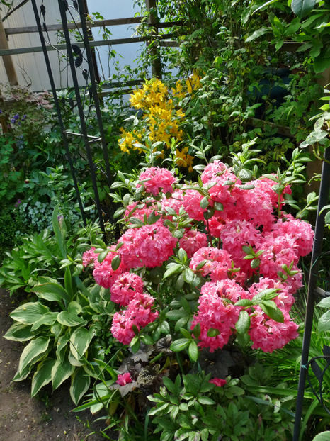 © - Azalee si Rhododendroni