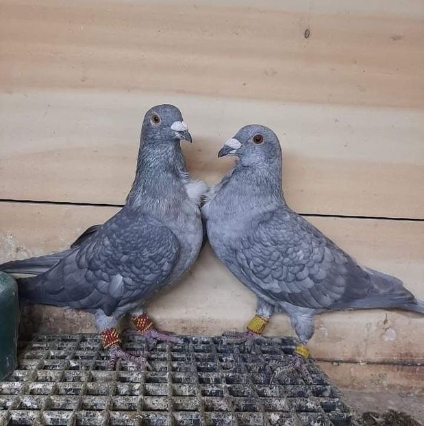  - Nu îmi aparțin 7