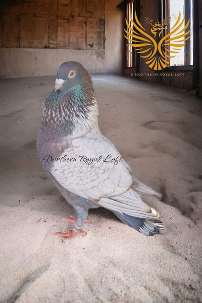  - Nu îmi aparțin 7