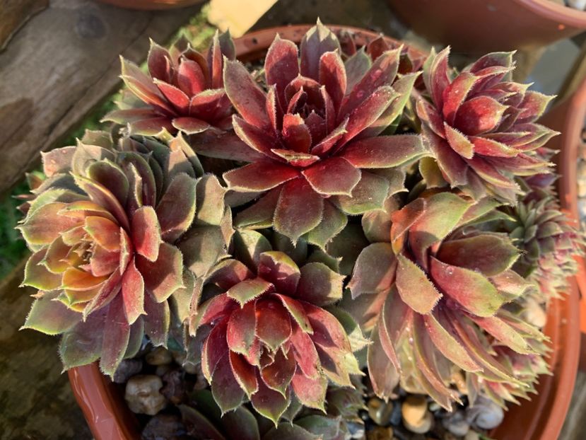  - Sempervivum