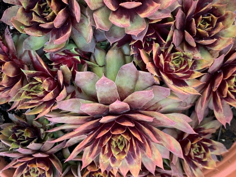  - Sempervivum