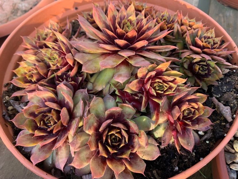  - Sempervivum