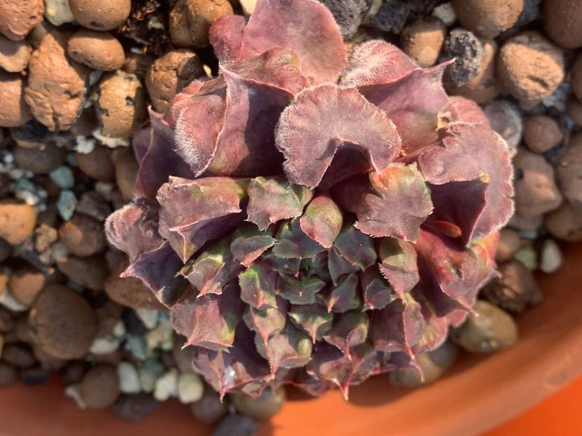  - Sempervivum