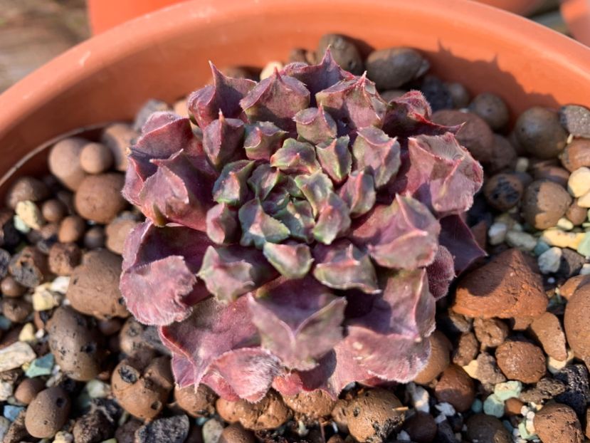  - Sempervivum