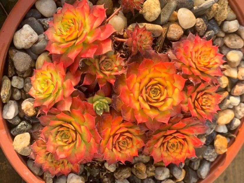  - Sempervivum