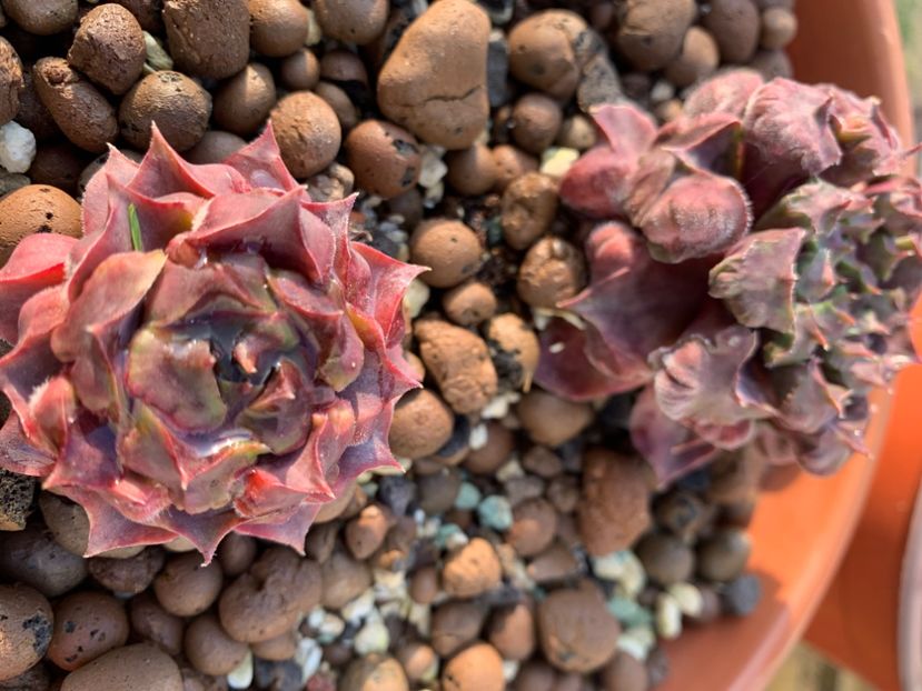  - Sempervivum
