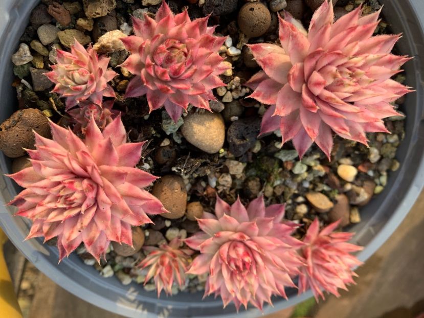  - Sempervivum