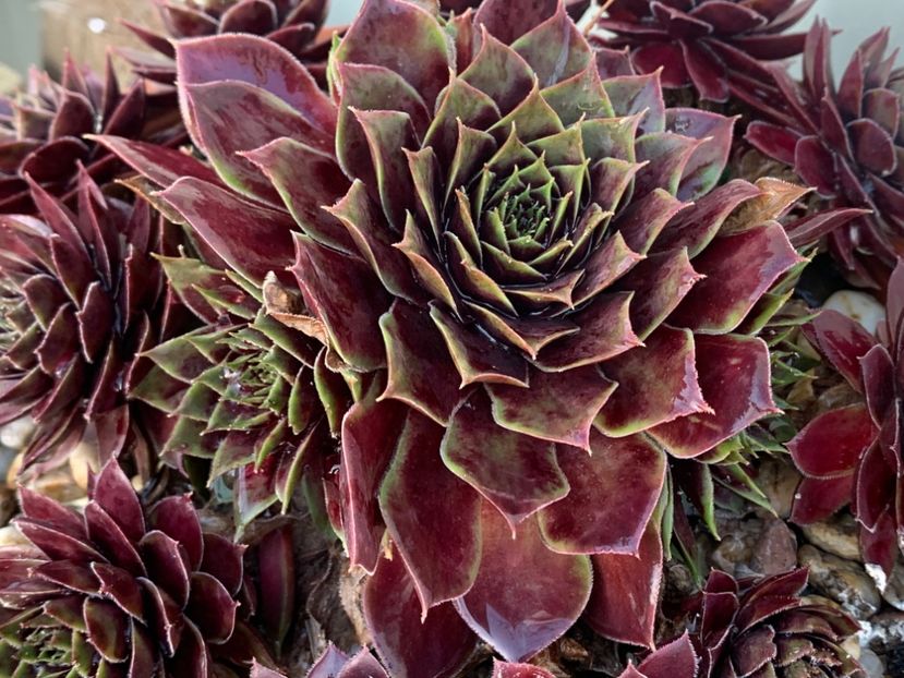  - Sempervivum