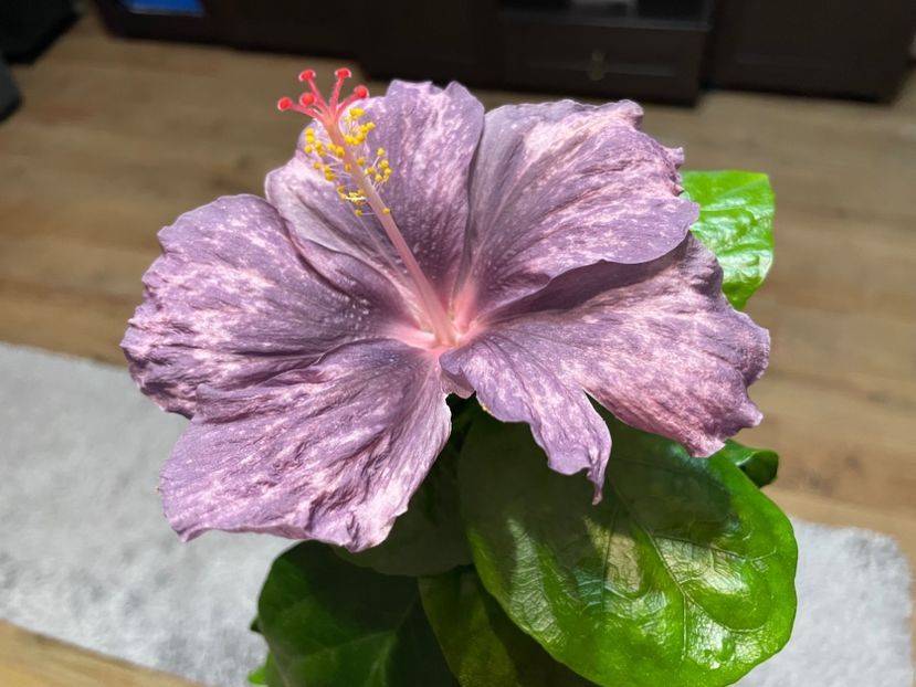  - DPs Purple Drops