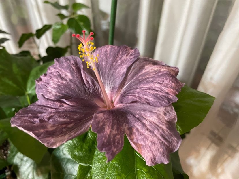  - 001 - Hibiscusi 2024 - 1