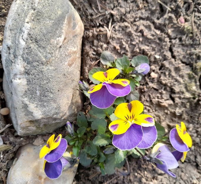  - 1 2024 Din nou cu natura impreuna !