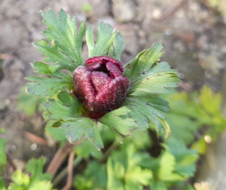  - 1 2024 Din nou cu natura impreuna !