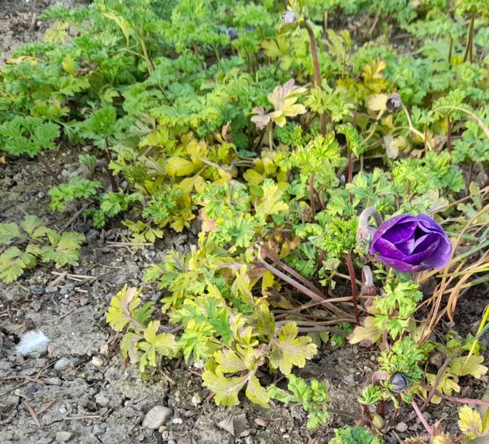  - 1 2024 Din nou cu natura impreuna !