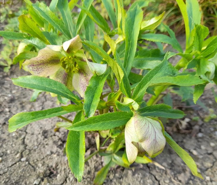  - 1 2024 Din nou cu natura impreuna !