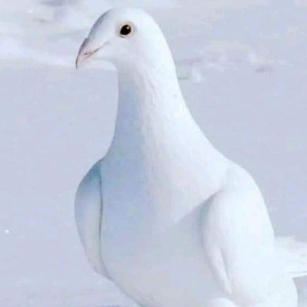  - Nu îmi aparțin 7