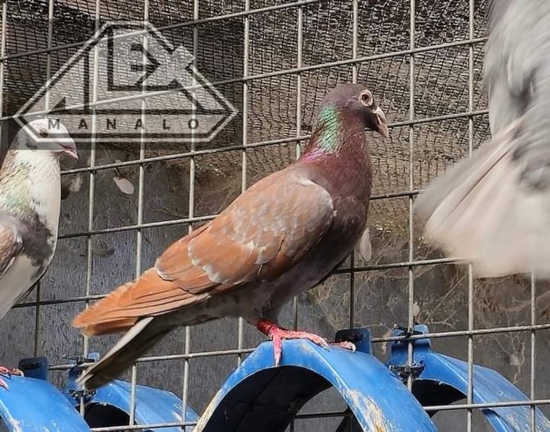  - Nu îmi aparțin 7