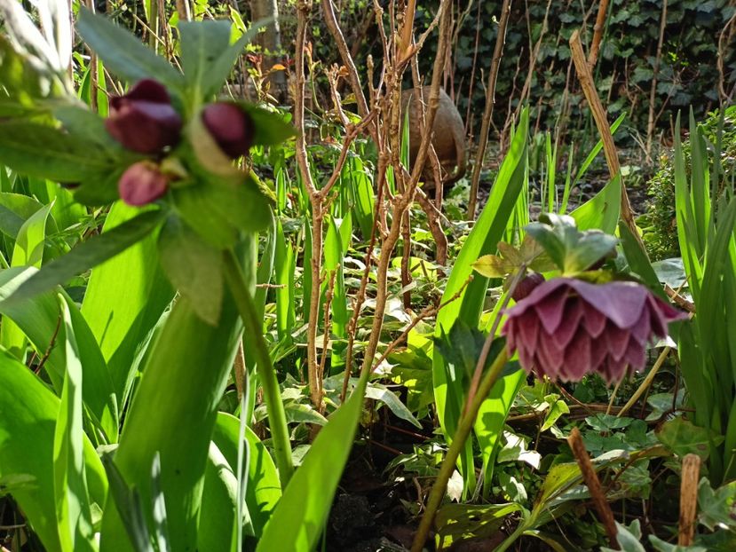 Helleborus "Double Aubergine" - Grădina 2024
