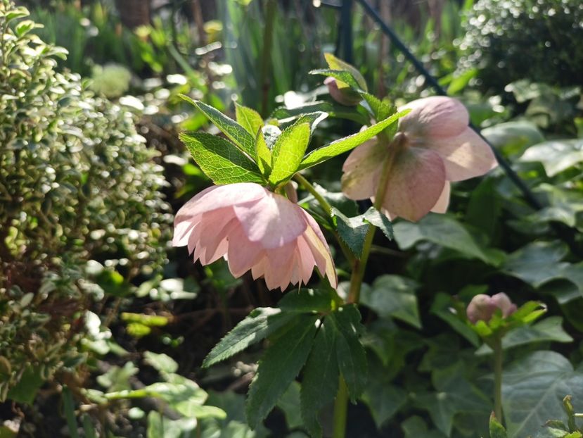 Double Ellen Pink Spotted - Grădina 2024
