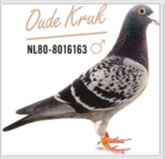 Screenshot_20240306-015421_Chrome - QUATTRO BARCA - Gebr Herbots 4 x 1 nat BARCELONA