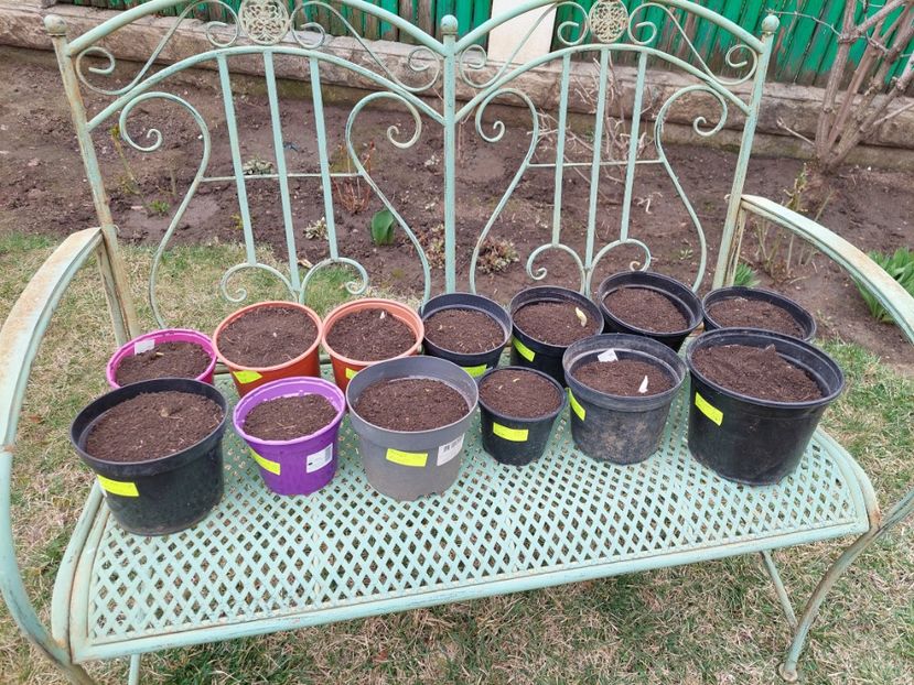 Hosta, le-am pus la ghivecele... să fiu sigură - aaa Comanda plante 2022 2023 2024