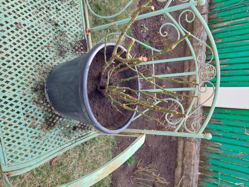 Trandafirul arată superb... - aaa Comanda plante 2022 2023 2024