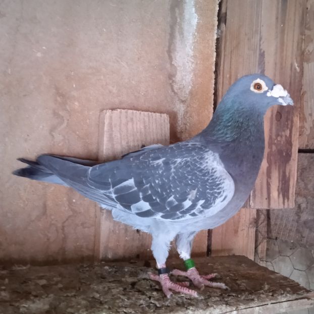 M14-533(Calin-Sacuieni-2-cls) - Porumbei vanduti