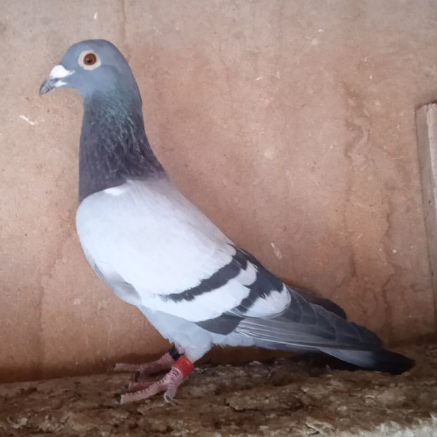 Mascul 22-597 - Porumbei vanduti