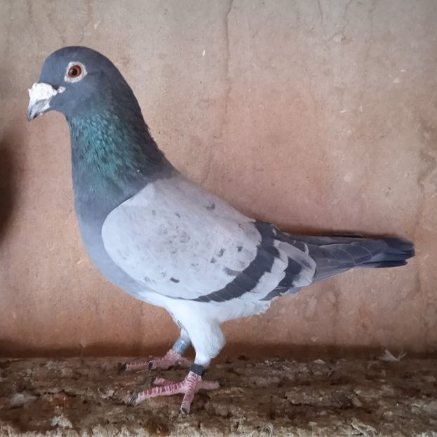 M 16-752(Morosan-SV) - Porumbei vanduti