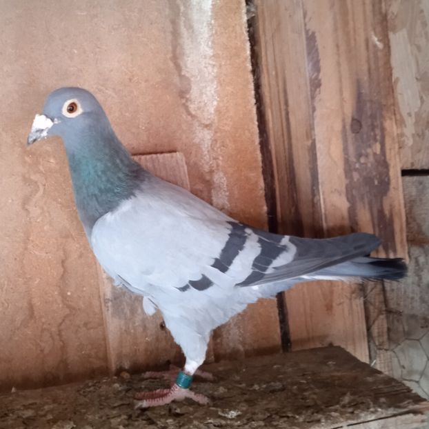 Mascul 15-092 - Porumbei vanduti