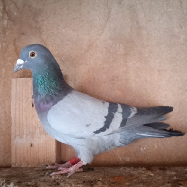 Mascul 22-982 - Porumbei vanduti