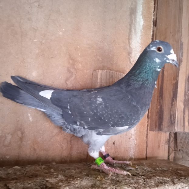 Mascul 23-722 - Porumbei vanduti