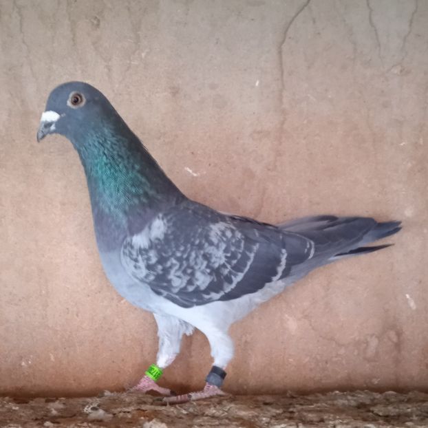 Mascul 23-395 - Porumbei vanduti