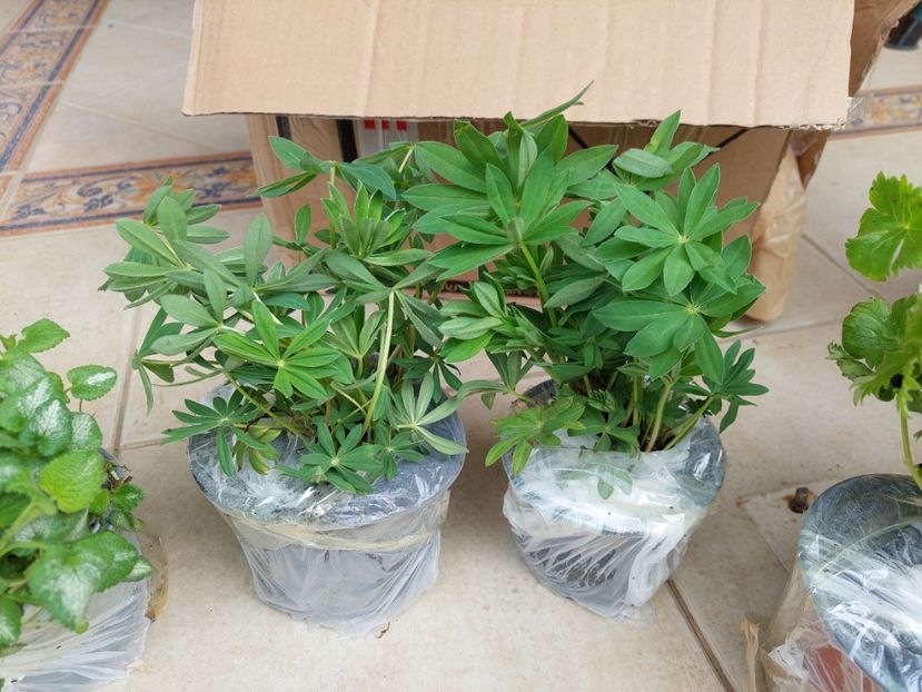  - aaa Comanda plante 2022 2023 2024