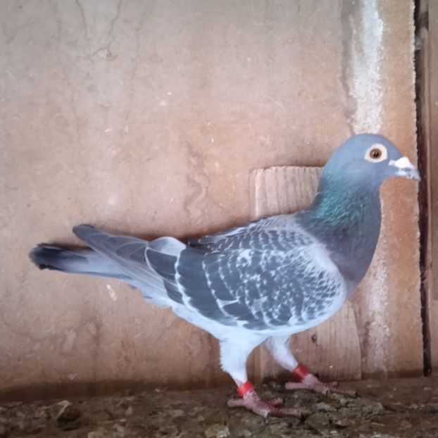 M 22-629(Calin-Sacuieni) - Porumbei vanduti