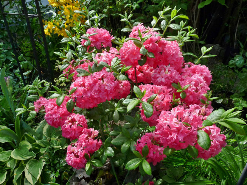 © - Azalee si Rhododendroni