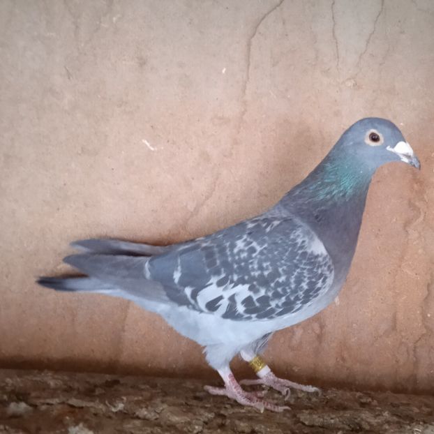 F16-283(Calin-Sacuieni) - Stropit