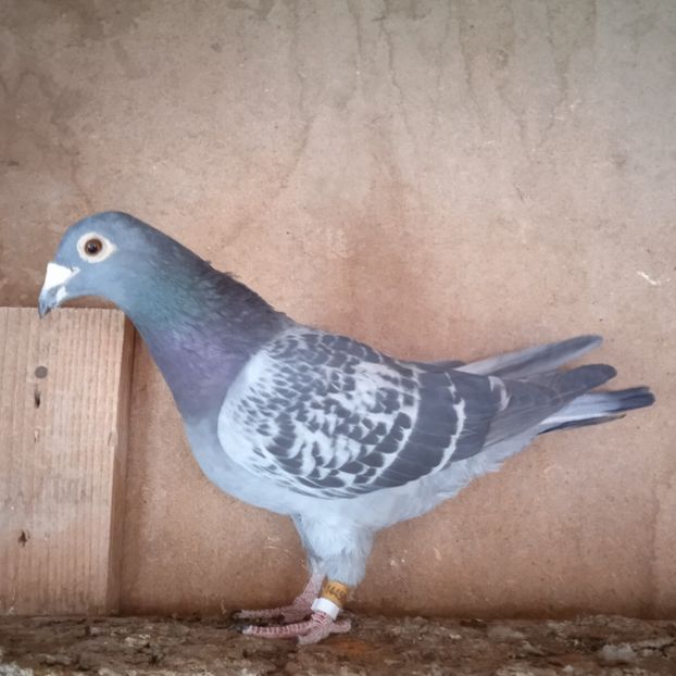 F13-010(Calin-Sacuieni-3 fond cls) - Stropit