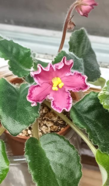  - AV - Mexikanskiy Tushkan