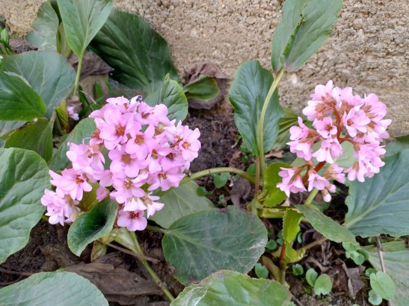  - Flori de gradină-2024