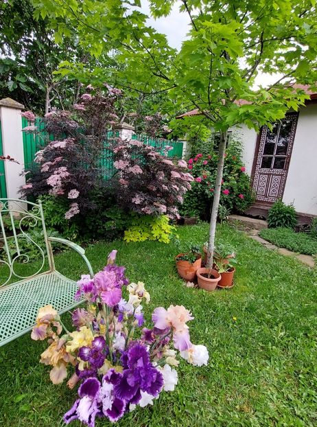  - 2023 mai continuare