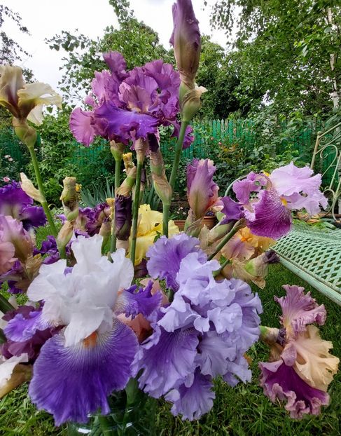  - 2023 mai continuare