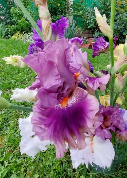  - 2023 mai continuare