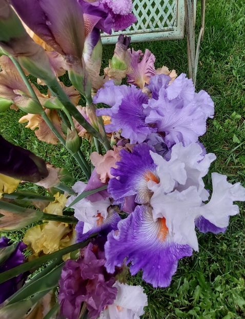  - 2023 mai continuare