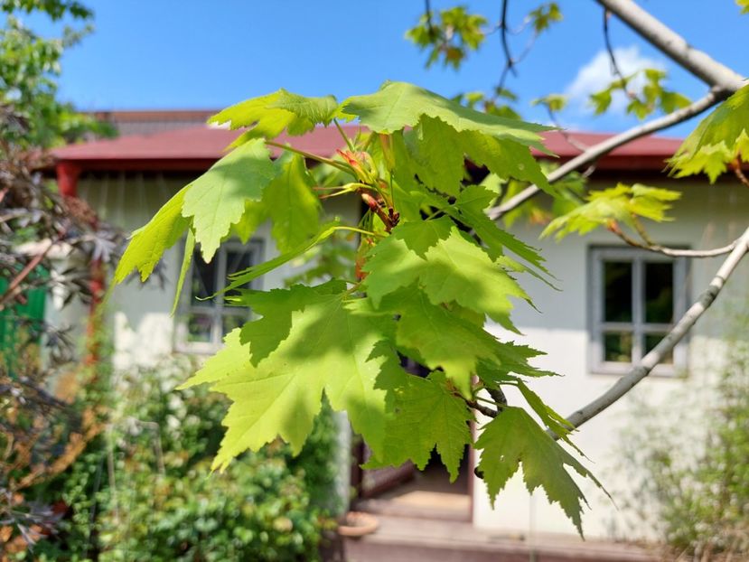  - 2023 mai continuare