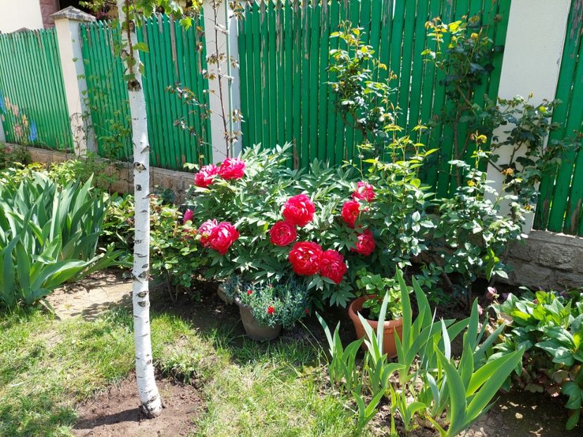  - 2023 mai continuare