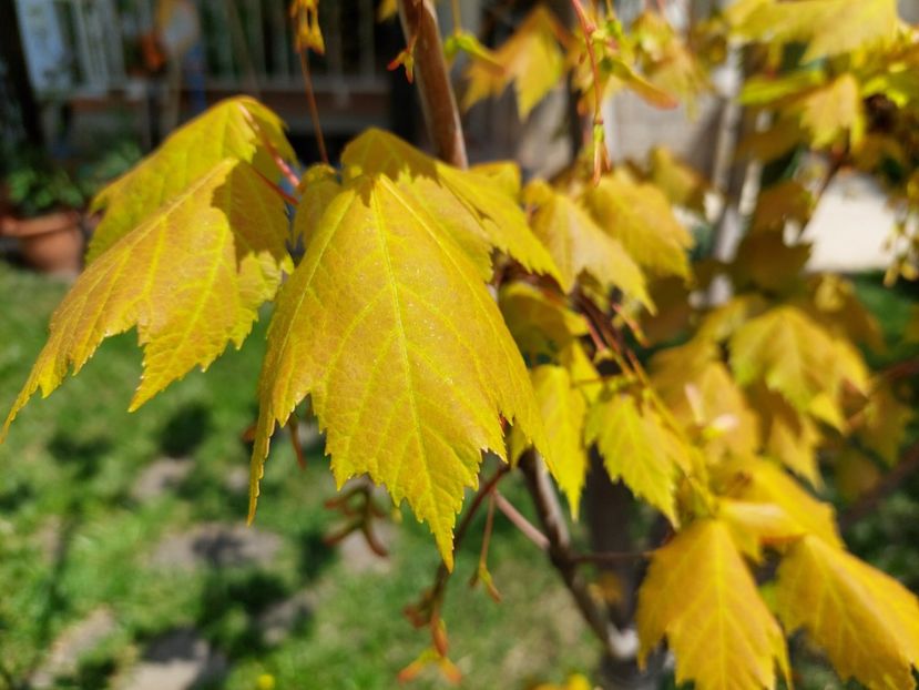  - 2023 mai continuare