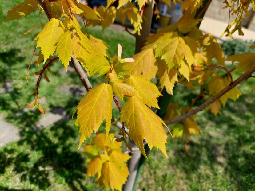  - 2023 mai continuare