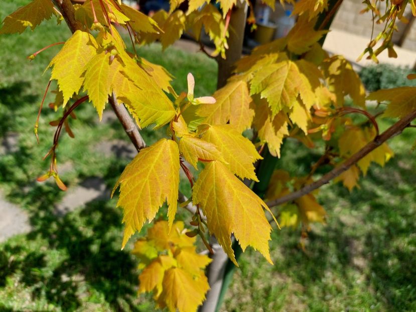  - 2023 mai continuare