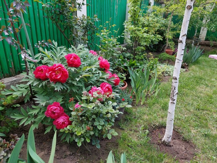  - 2023 mai continuare