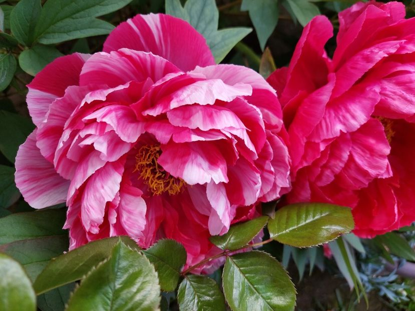  - 2023 mai continuare